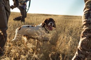 Chien-chasse-champ